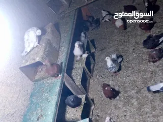  8 جوز حمام يمامه للبيع صحه ونضافه وشغال