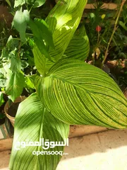  1 زريعه زينه للبيع