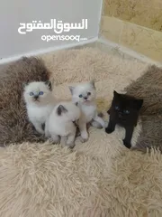  9 كتن سكوتش حبات ما شاء الله