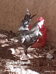  7 ديك كبير جدا بالصوره عمر سنتين للبيع يوجد ديك  بعمر الثمانيه اشهر العدد 2 في سعر 8