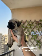  21 جراوي بج، pug puppies