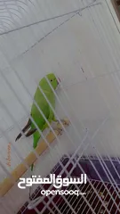  1 دره حبه مرتبه واليفه  لعوب