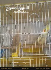  3 جوز كوكتيل للبيع