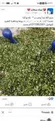  1 ملوخية مفرومةجاهزة للتفريز