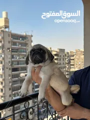  7 جراوي بج، pug puppies