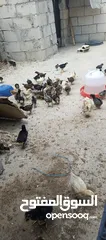  9 صوص جاج بلدي