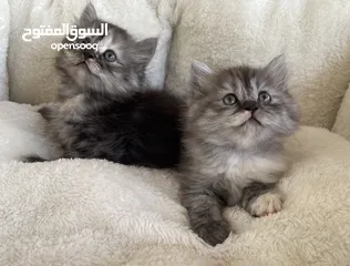  1 قطط شيرازيات إناث