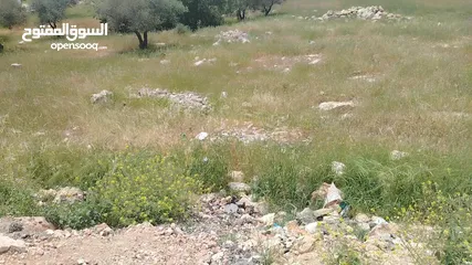  22 دنم مميز بطنا ع شارعين قرب شارع الستين الجديد