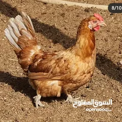  1 مطلوب جاج حبحب القزم