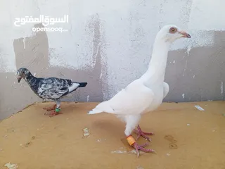  5 جوز كشامره مع فراخهن مع القن والمشربيه للبيع ب12دينار