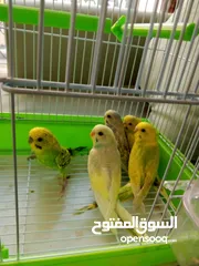  3 عصفور love bird بادجي من انتاجي في المنزل الحبه  40 درهم