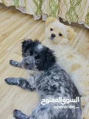  2 Cute puppies available