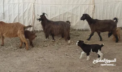  1 للبيع اغنام 3 كل وحده مع ولدها ما شاء الله عليهن ولادهن رويانات حليب حلال طيب شي فاخر فرصه