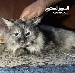  4 Persian Cat