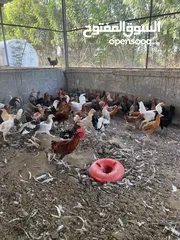  1 دجاج عماني قريب يببدا يبيض