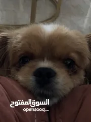  2 كلب للبدل على بلايستيشن فايف