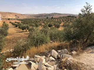  4 بلدية ارحاب/حمامة العموش