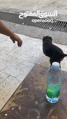  3 جرو دوبر مان اصلي انثى