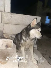  3 كلبه هاسكي للبدل عحمام