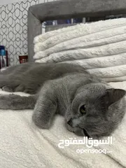  6 قط نوعه سكوتيش ستريت للبيع معقم القط بيحب يلعب عمرو سنتين