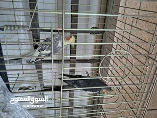  7 جوز كوكتيل ذكر وانثى اليفات جدا والذكر صوته بجنن وشو ما بتسمعه بتعلم الصوت او الاغنيه.
