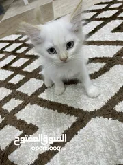  4 قطط هملايا