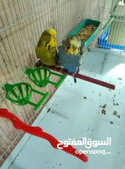  4 طيور هوجو رومو حب وطيور حب انجليزي ولا طيور صحه ونظافه وجوده