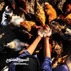  5 بيض بلدي طبيعي العين ابو ظبي 