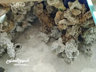  9 حوض سمك بحري حجم ضخم جدا جدا 240X100x100 إرتفاع الحوض مع البوفيه 270 مع كامل اجهزتو