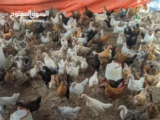  2 دجاج عماني بعمر شهرين