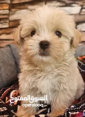  9 كلب فرنش مالتيز ذكر  عمره ثلاث اشهر