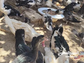  10 بطط مرتب لحم خرافي لانه مهتمين بغذائه يوجد أحجام مختلفه + يوجد حجل لحم مرتب + بيض بط+ بيض حجل