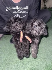  1 Grey/ black toy poodles puppies