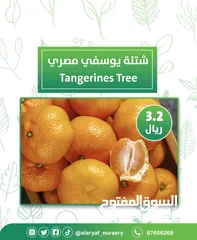  16 شتلات وأشجار البرتقال والحمضيات من مشتل الأرياف  أسعار منافسة نارنگی /  میندر کا درخت orange tree