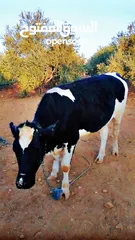  1 بكيرة عشار كبير