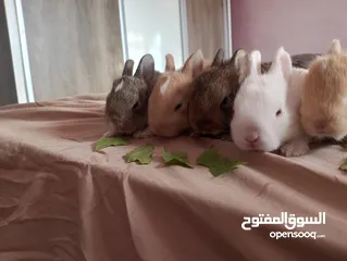  6 متاح ارانب كيوت وجميلين صحه ممتازه جدا تربيه منزل بياكلوا وبيشربوا  توصيل للمناطق المجاوره فقط