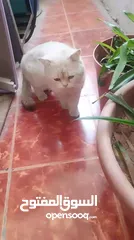  2 قط بريتش مكس هملايا معقم للتبني
