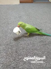  1 ببغاء دره زق يدوي عمر اربع شهور