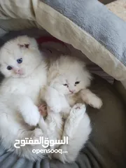  6 حلويات عمر شهرين للبيع