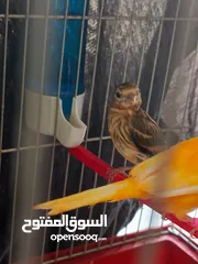  1 فراخ بندوق حسون عدد 3 فحول باذن الله صحه