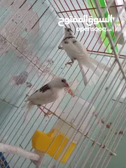  1 اقرى الوصف