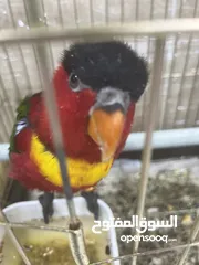  18 ببغاء اللوري رومانسي ولعوب راقص متكلم