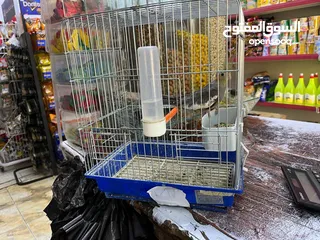  6 طير كوكتيل