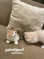  11 قطط شيرازيه