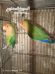  1 روز شغلات اربع جواز للبيع