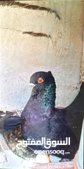  1 جوز انجليزيات