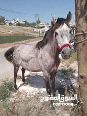  4 حصان للبيع ما شاء الله عليه