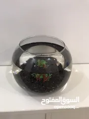  21 سمك فايتر واحواض للبيع