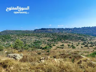  2 ارض في ام صفا