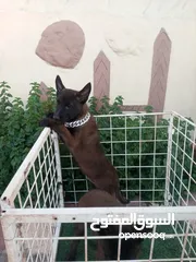  7 متاح جراء بلجم مالينو درايف عالي